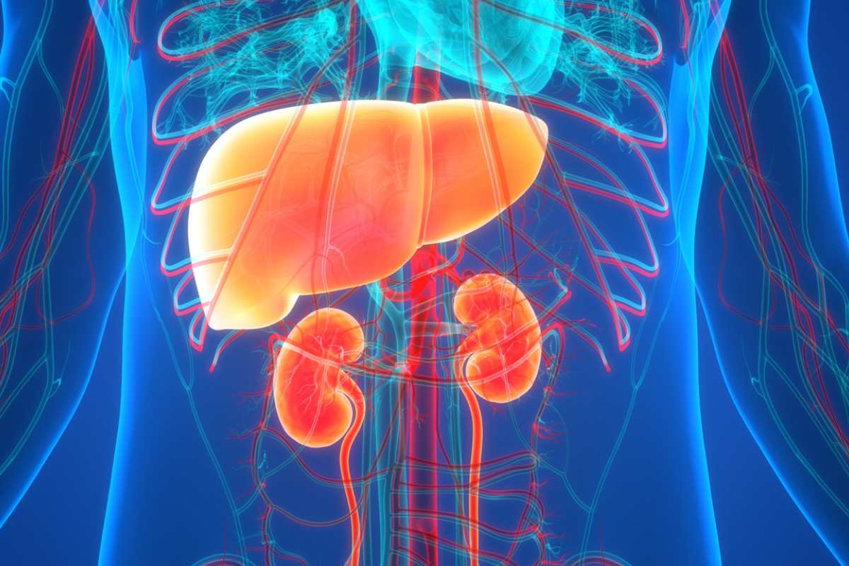 How Many Ribs Does the Human Body Have? You’ll Be Surprised | The Lifesciences Magazine