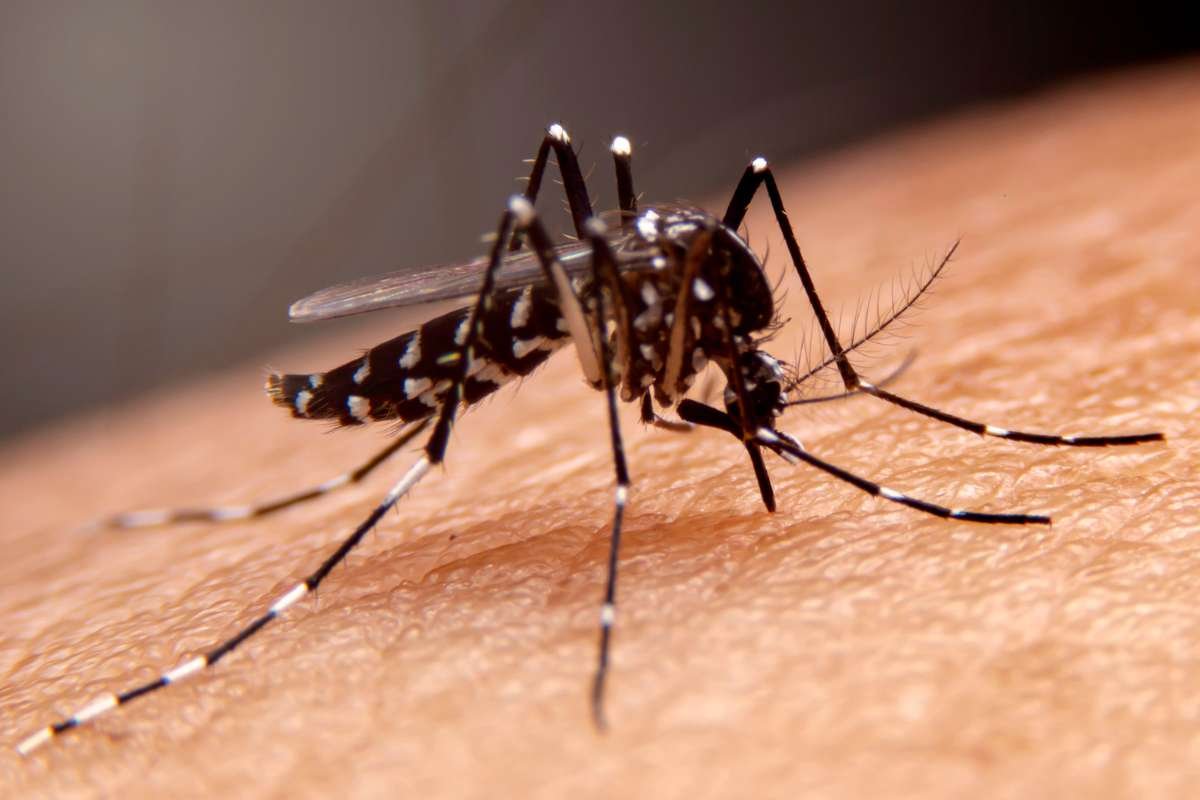 Mosquito Bite Lessons: Build Patience and Humor Fast | The Lifesciences Magazine
