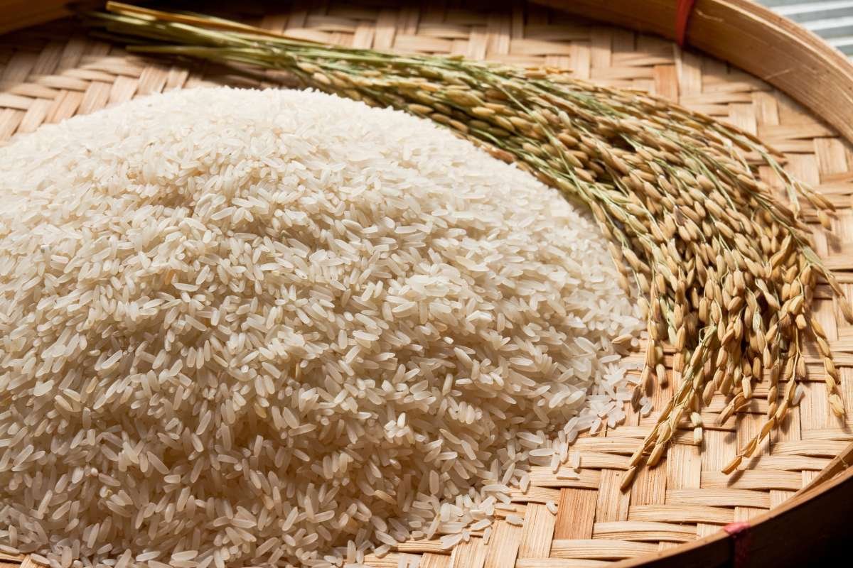 Unlock White Rice Nutrition Facts for Better Meals | The Lifesciences Magazine