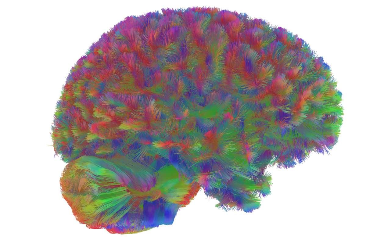 Brain Development Stages: Key Eras Mapped by Scientists | The Lifesciences Magazine