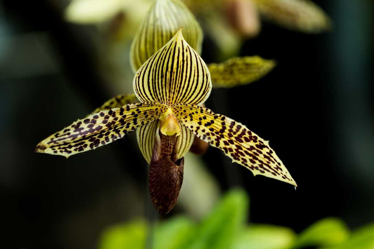 12 Rarest Orchids in the World That Look Too Unreal to Be Natural | The Lifesciences Magazine
