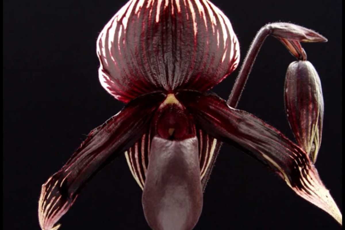 12 Rarest Orchids in the World That Look Too Unreal to Be Natural | The Lifesciences Magazine