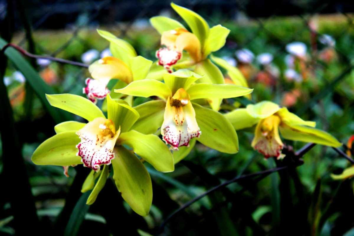 12 Rarest Orchids in the World That Look Too Unreal to Be Natural | The Lifesciences Magazine