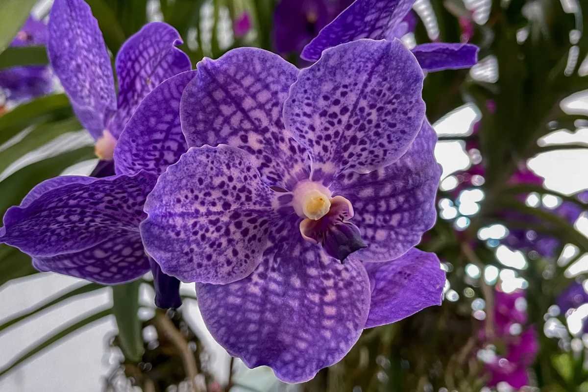 12 Rarest Orchids in the World That Look Too Unreal to Be Natural | The Lifesciences Magazine