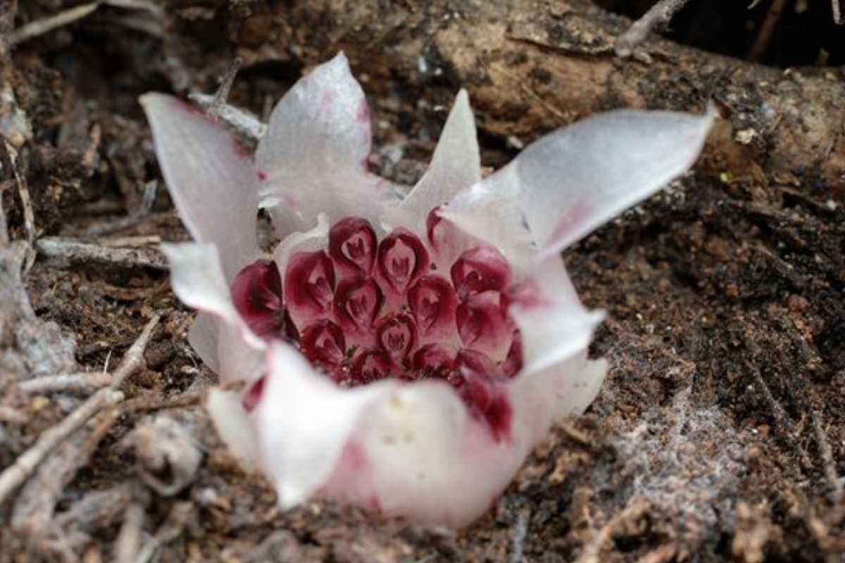 12 Rarest Orchids in the World That Look Too Unreal to Be Natural | The Lifesciences Magazine