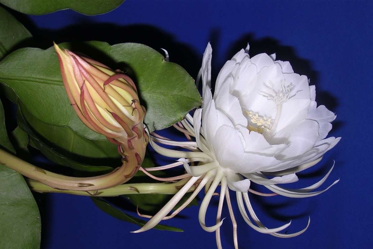 10 Most Expensive Flowers in the World and Why They Cost More | The Lifesciences Magazine