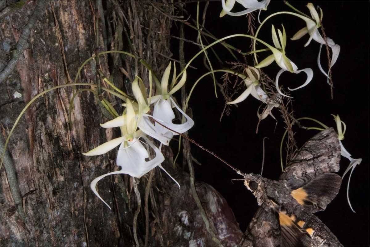 12 Rarest Orchids in the World That Look Too Unreal to Be Natural | The Lifesciences Magazine
