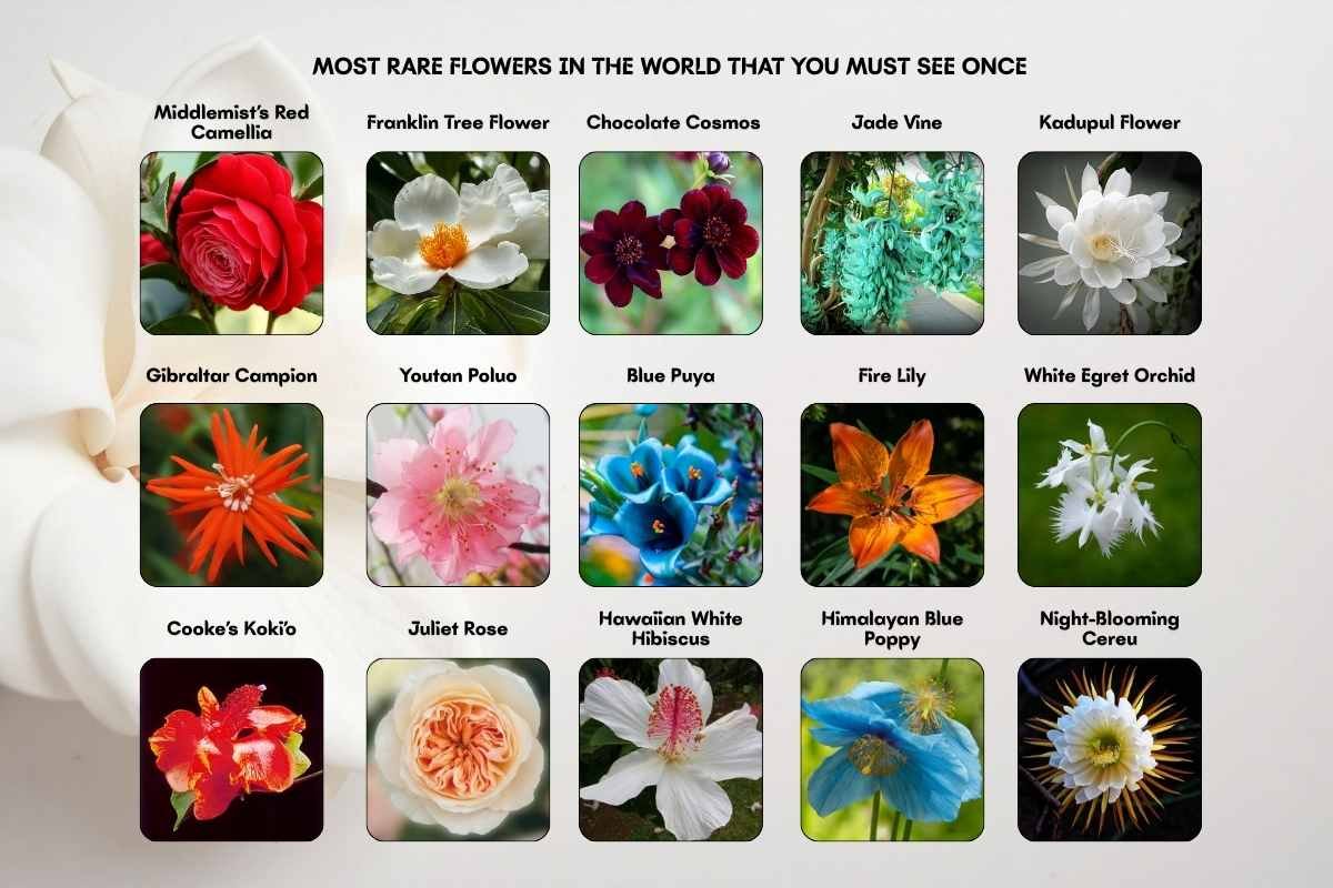 30 Most Rare Flowers in the World: Beauty, Mystery & Wonder | The Lifesciences Magazine