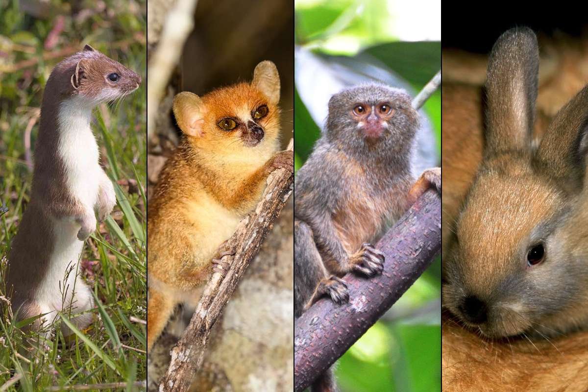 Smallest Mammals in the World: Top 15 Tiny Species Ranked 2026 | The Lifesciences Magazine