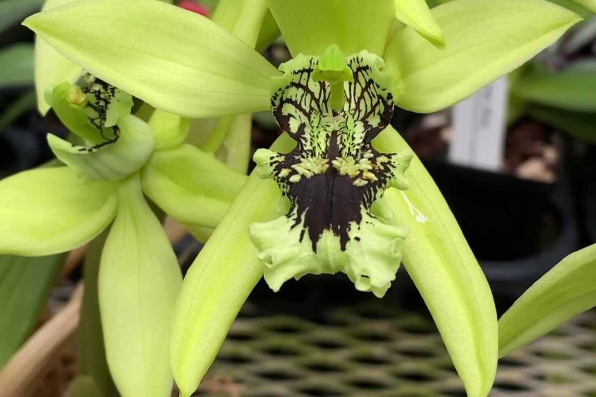 12 Rarest Orchids in the World That Look Too Unreal to Be Natural | The Lifesciences Magazine