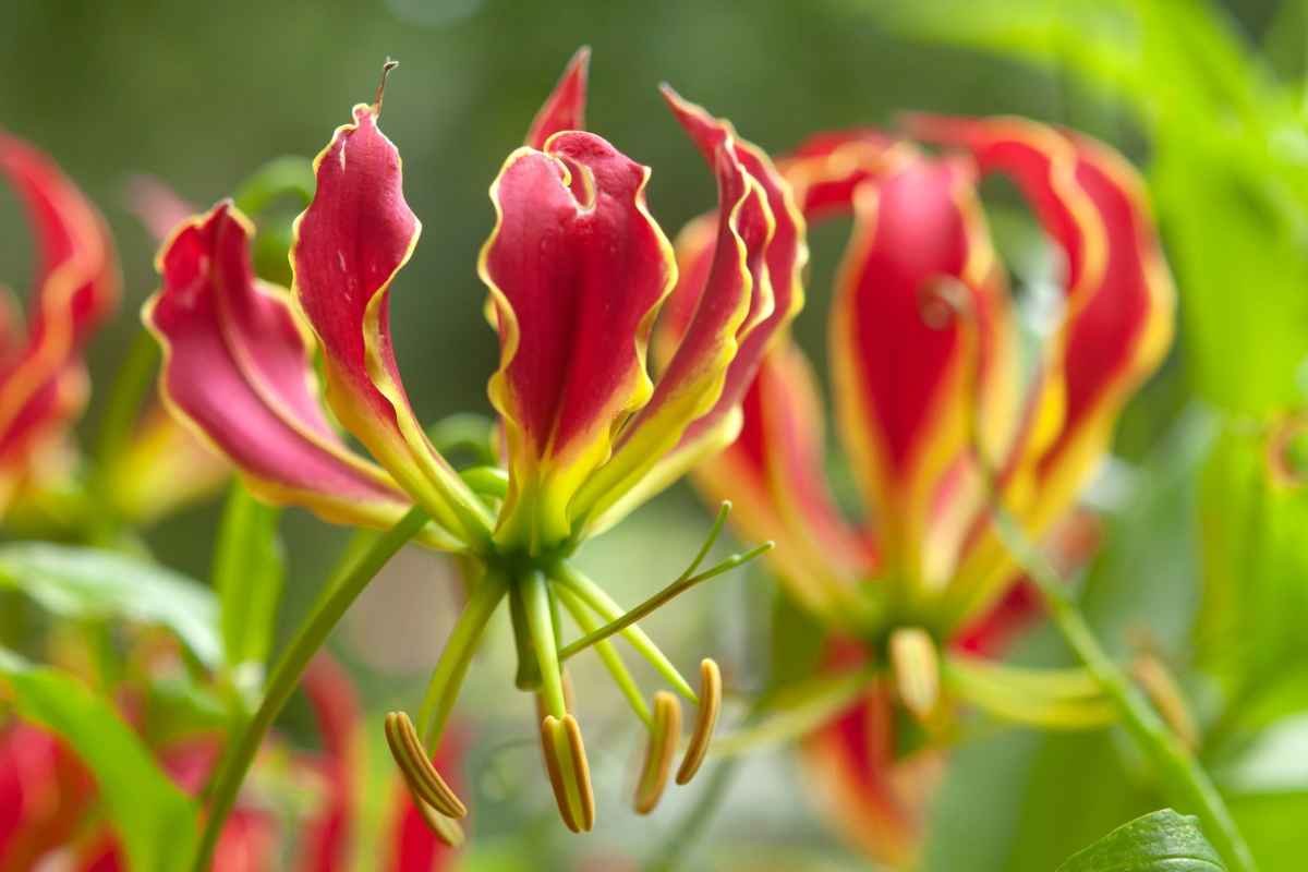 30 Most Rare Flowers in the World: Beauty, Mystery & Wonder | The Lifesciences Magazine
