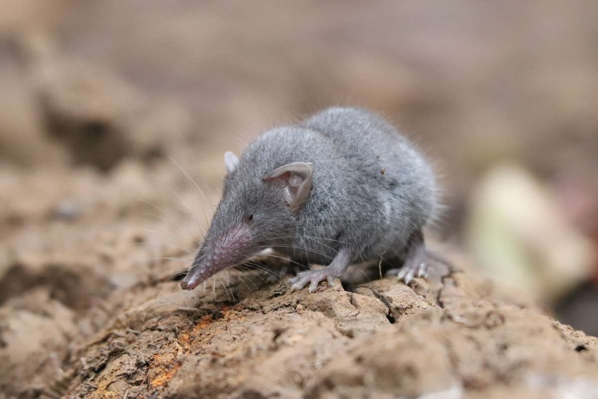 Smallest Mammals in the World: Top 15 Tiny Species Ranked 2026 | The Lifesciences Magazine