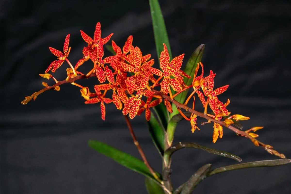 12 Rarest Orchids in the World That Look Too Unreal to Be Natural | The Lifesciences Magazine