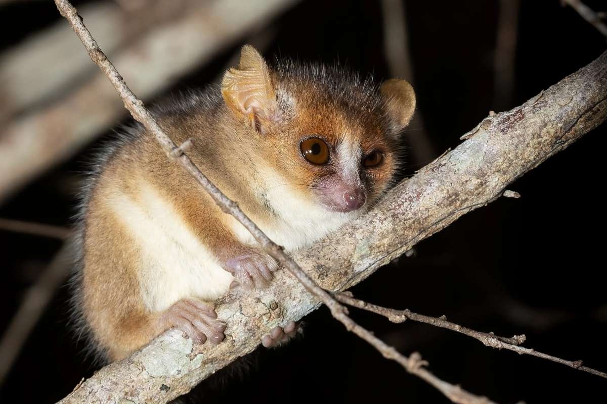 Smallest Mammals in the World: Top 15 Tiny Species Ranked 2026 | The Lifesciences Magazine