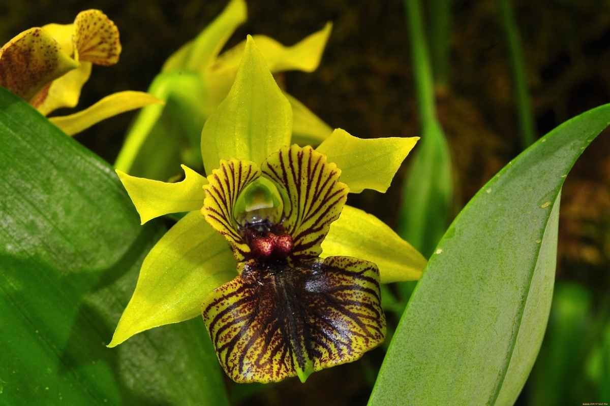 30 Most Rare Flowers in the World: Beauty, Mystery & Wonder | The Lifesciences Magazine