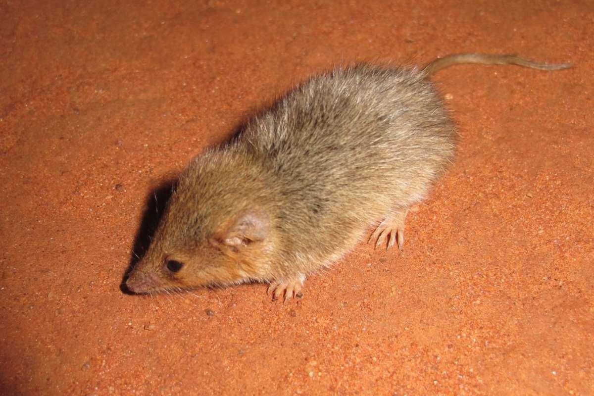 Smallest Mammals in the World: Top 15 Tiny Species Ranked 2026 | The Lifesciences Magazine