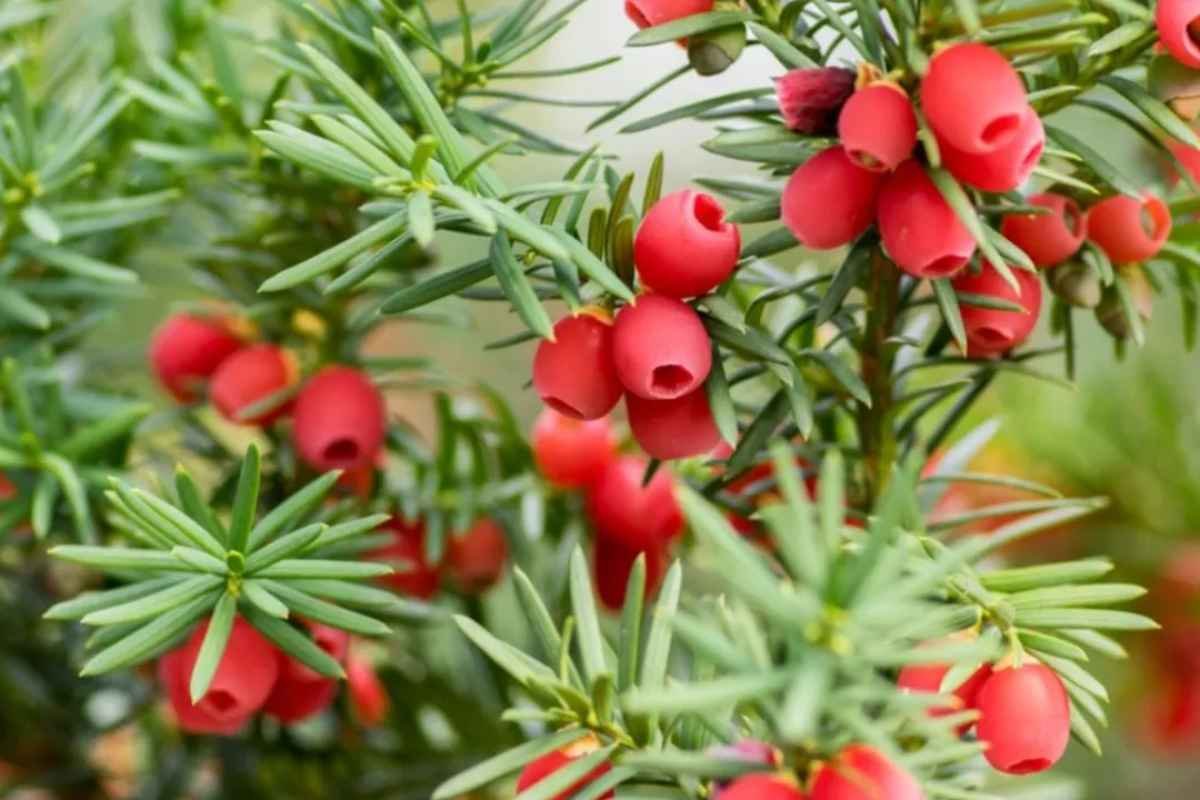 30 Most Rare Flowers in the World: Beauty, Mystery & Wonder | The Lifesciences Magazine