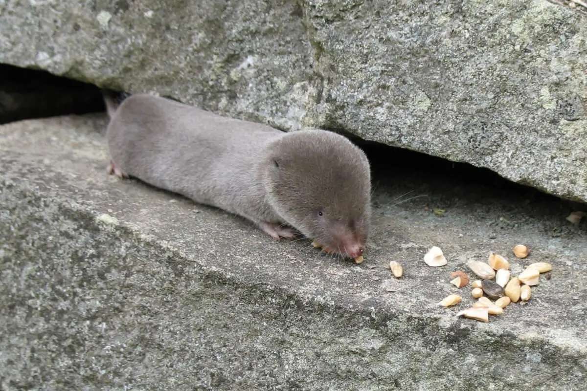 Smallest Mammals in the World: Top 15 Tiny Species Ranked 2026 | The Lifesciences Magazine