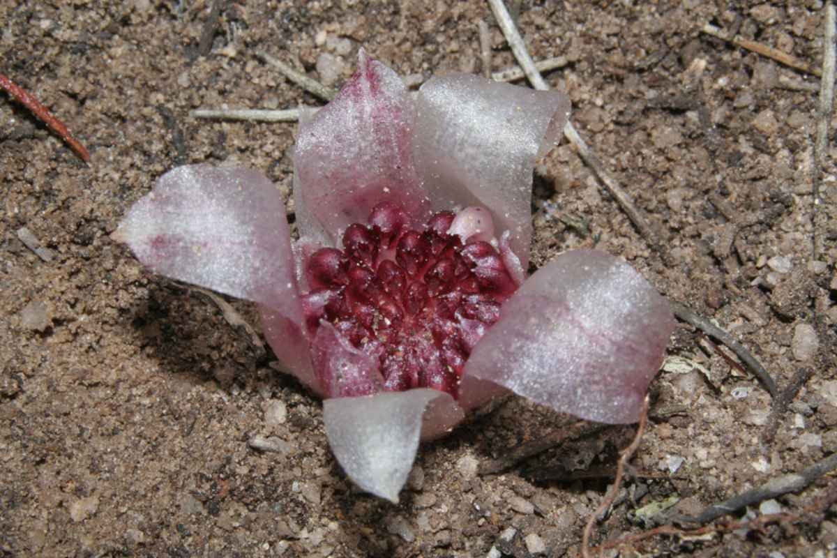 30 Most Rare Flowers in the World: Beauty, Mystery & Wonder | The Lifesciences Magazine