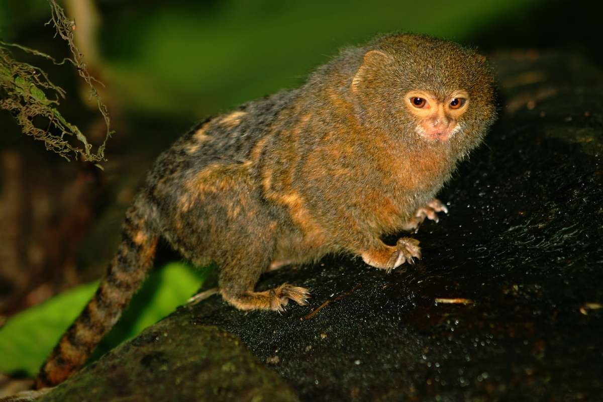 Smallest Mammals in the World: Top 15 Tiny Species Ranked 2026 | The Lifesciences Magazine