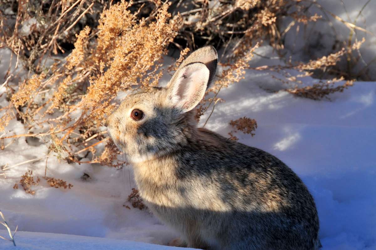 Smallest Mammals in the World: Top 15 Tiny Species Ranked 2026 | The Lifesciences Magazine