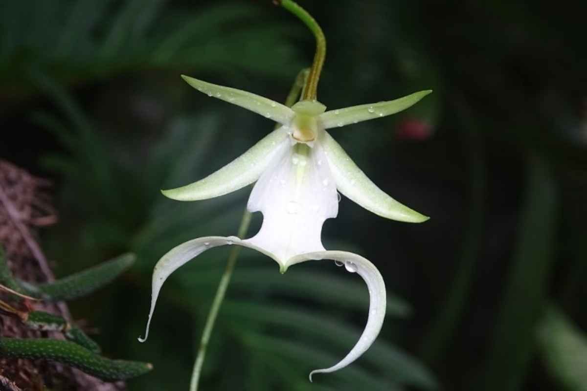 30 Most Rare Flowers in the World: Beauty, Mystery & Wonder | The Lifesciences Magazine