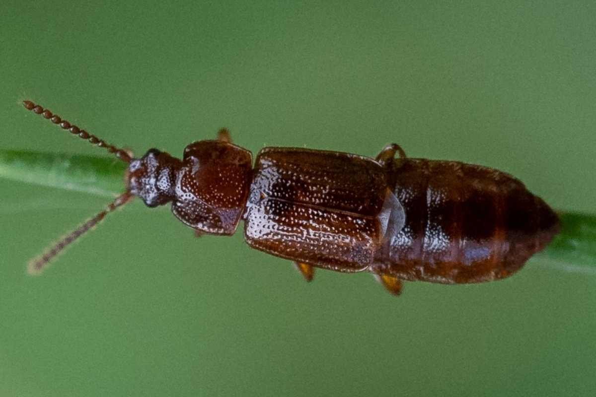 Smallest Animals in the World: Evolution Lessons from 15 Tiny Species | The Lifesciences Magazine