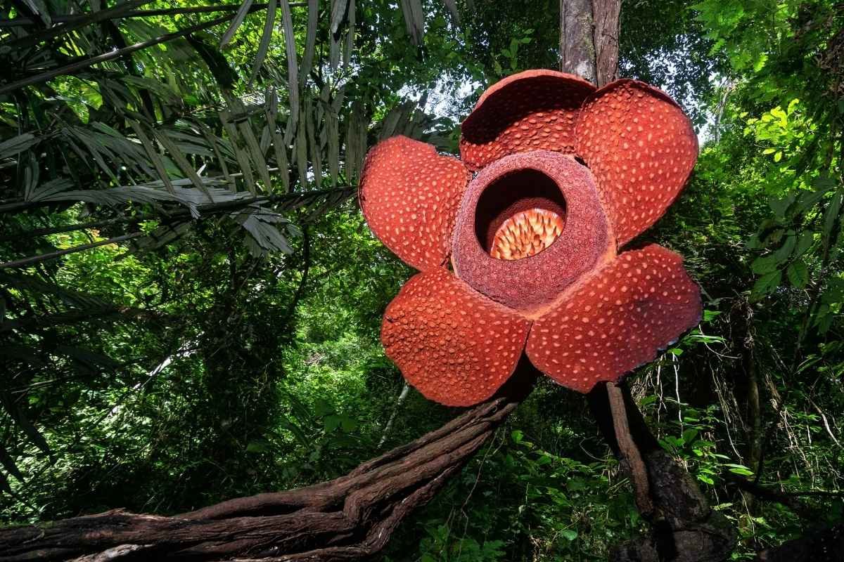 30 Most Rare Flowers in the World: Beauty, Mystery & Wonder | The Lifesciences Magazine