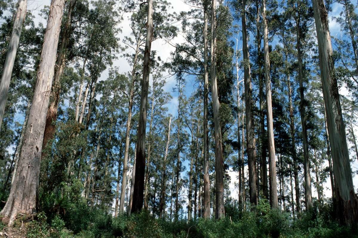 Largest Living Things on the Planet: Record‑Breaking Life | The Lifesciences Magazine