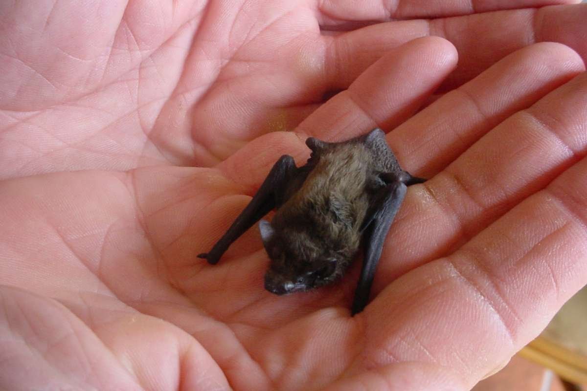 Smallest Mammals in the World: Top 15 Tiny Species Ranked 2026 | The Lifesciences Magazine