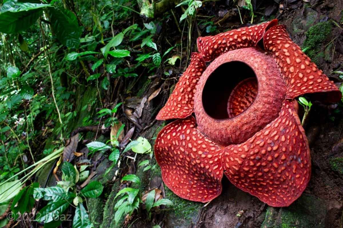 30 Most Rare Flowers in the World: Beauty, Mystery & Wonder | The Lifesciences Magazine