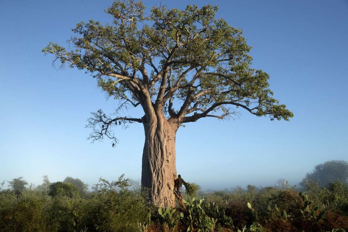 Largest Living Things on the Planet: Record‑Breaking Life | The Lifesciences Magazine