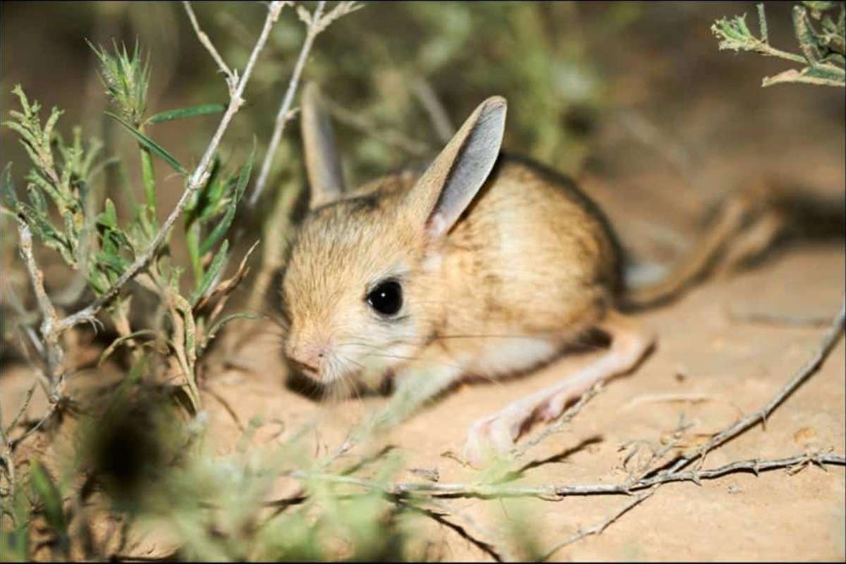 Smallest Mammals in the World: Top 15 Tiny Species Ranked 2026 | The Lifesciences Magazine