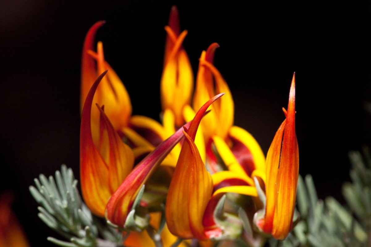 30 Most Rare Flowers in the World: Beauty, Mystery & Wonder | The Lifesciences Magazine