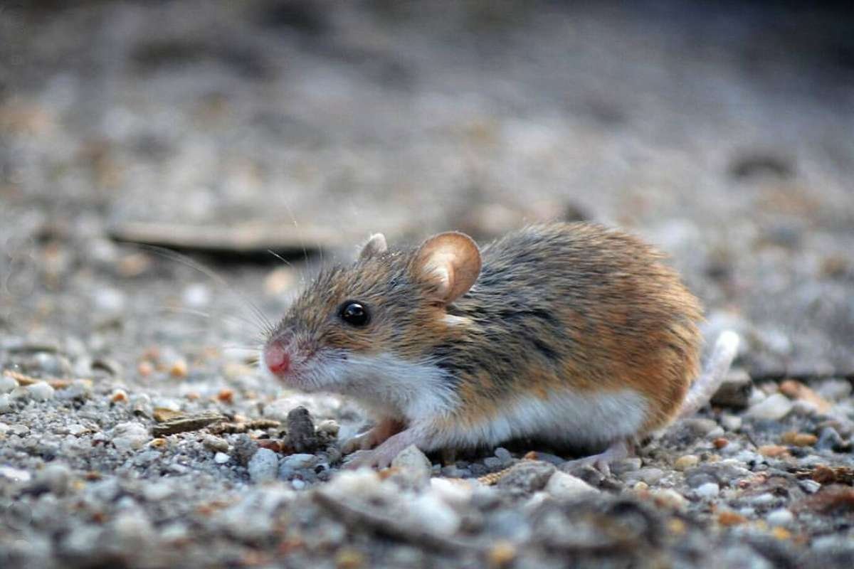 Smallest Mammals in the World: Top 15 Tiny Species Ranked 2026 | The Lifesciences Magazine