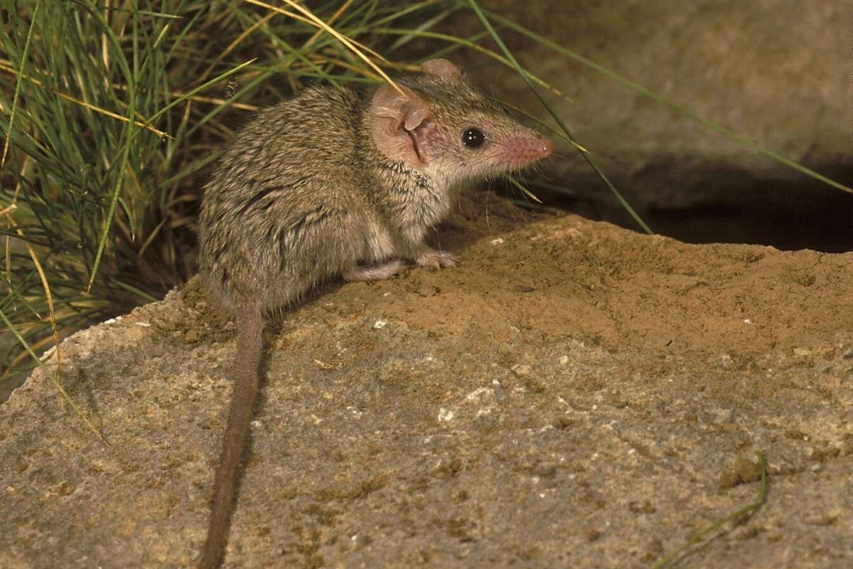 Smallest Mammals in the World: Top 15 Tiny Species Ranked 2026 | The Lifesciences Magazine