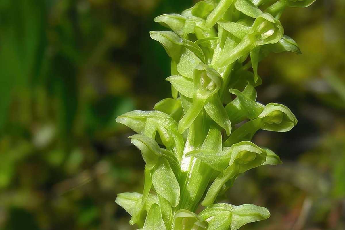 12 Rarest Orchids in the World That Look Too Unreal to Be Natural | The Lifesciences Magazine