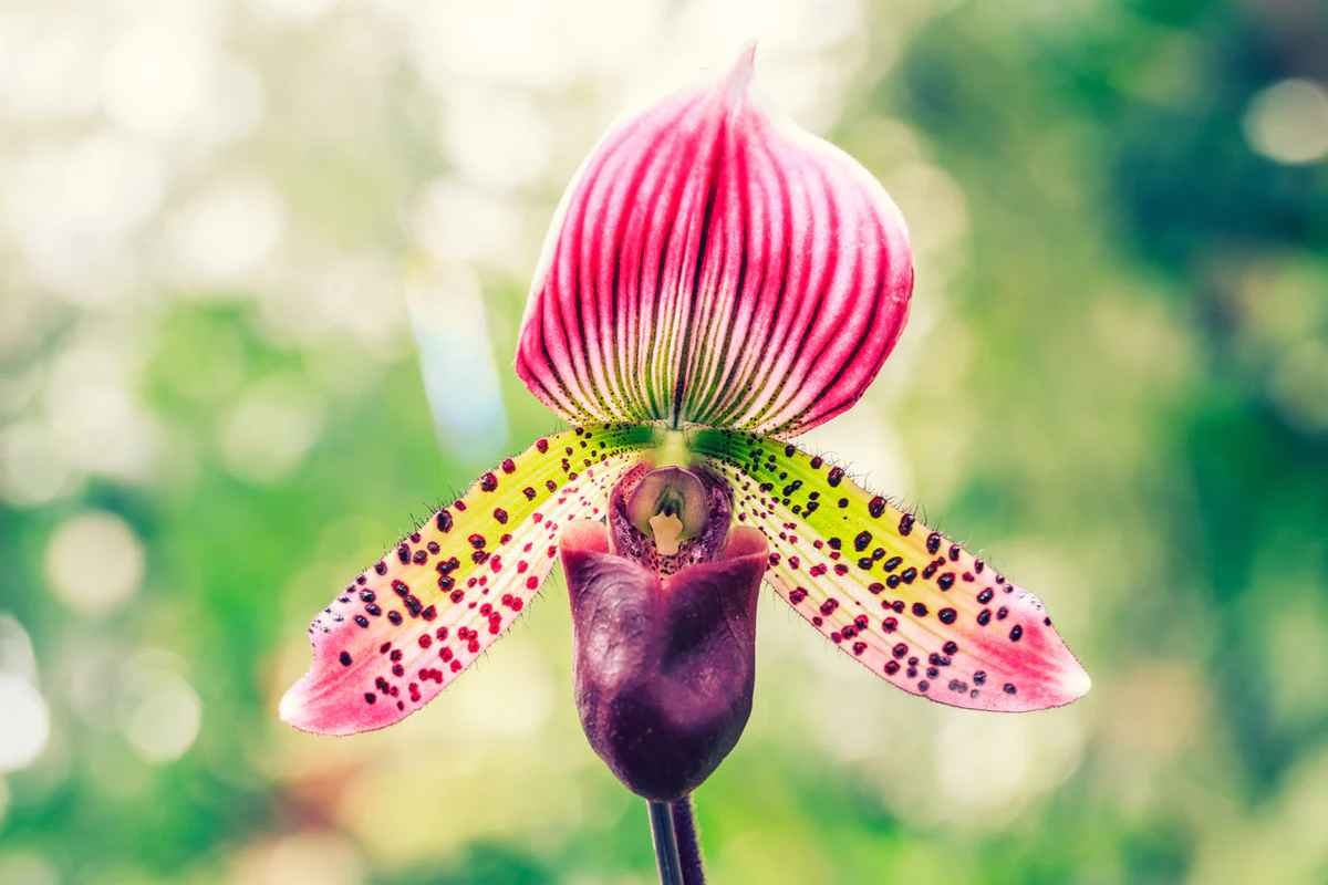 30 Most Rare Flowers in the World: Beauty, Mystery & Wonder | The Lifesciences Magazine