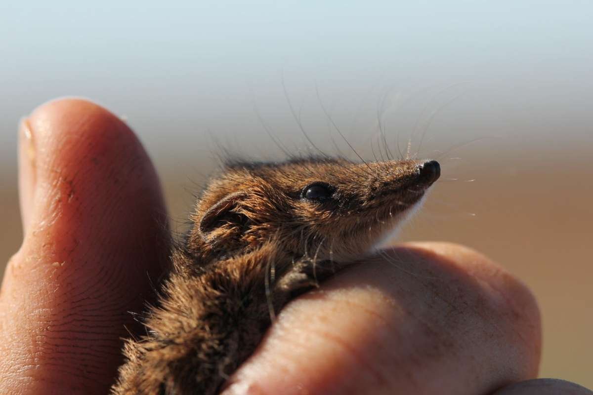 Smallest Mammals in the World: Top 15 Tiny Species Ranked 2026 | The Lifesciences Magazine