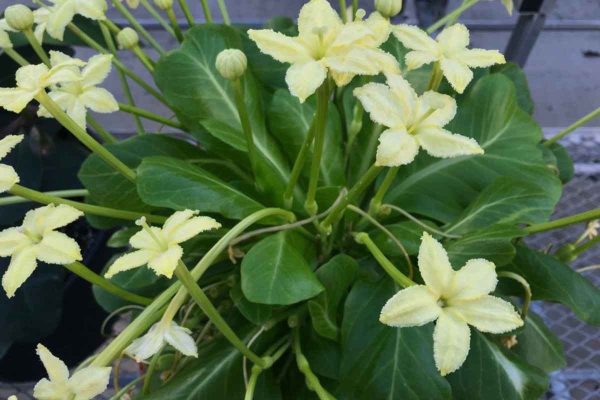 30 Most Rare Flowers in the World: Beauty, Mystery & Wonder | The Lifesciences Magazine