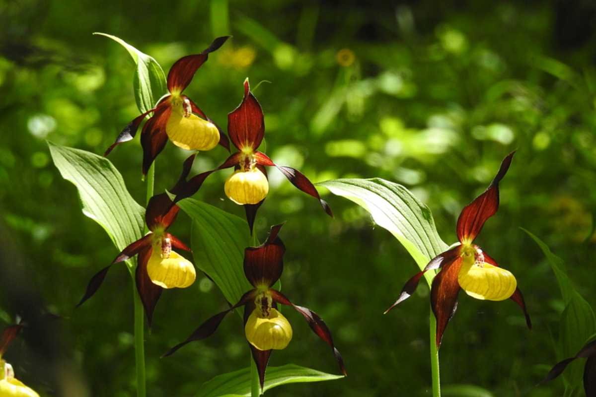 12 Rarest Orchids in the World That Look Too Unreal to Be Natural | The Lifesciences Magazine