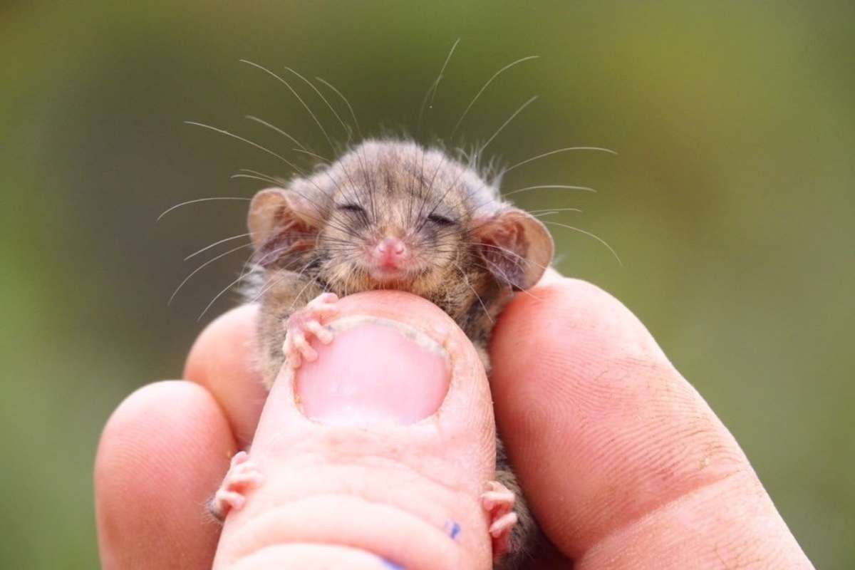 Smallest Mammals in the World: Top 15 Tiny Species Ranked 2026 | The Lifesciences Magazine
