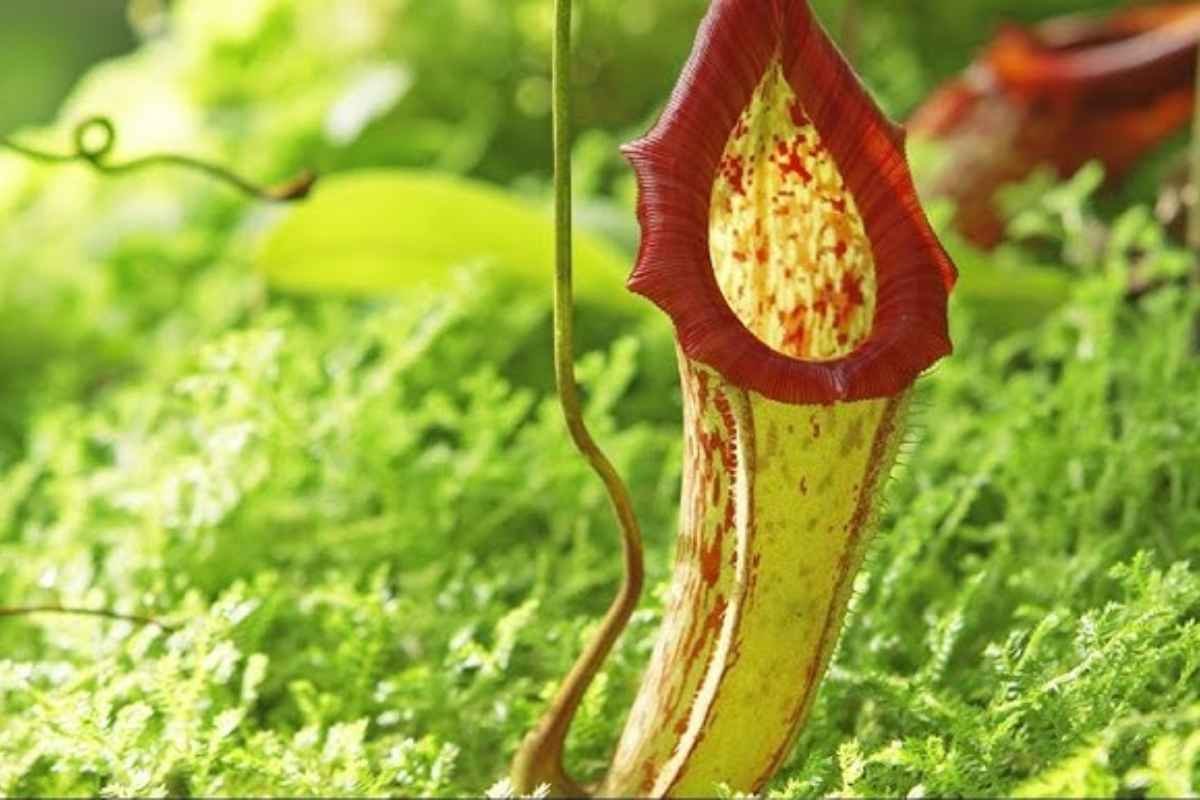 30 Most Rare Flowers in the World: Beauty, Mystery & Wonder | The Lifesciences Magazine
