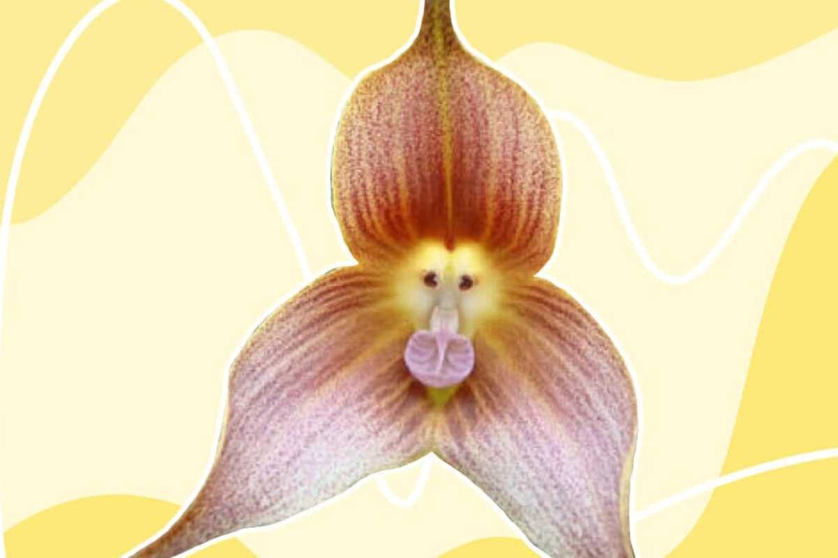 12 Rarest Orchids in the World That Look Too Unreal to Be Natural | The Lifesciences Magazine