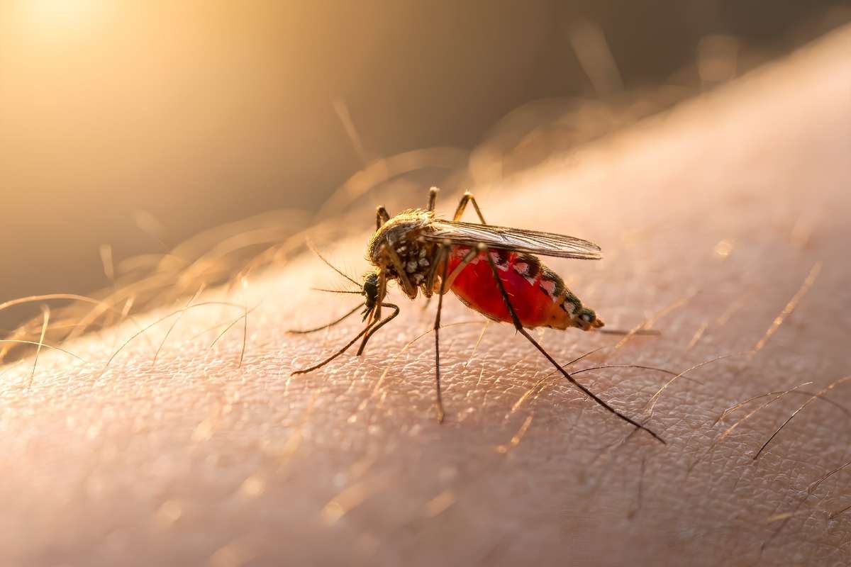 Bed Bug Bites vs Mosquito Bites That Stop the Itch Panic | The Lifesciences Magazine