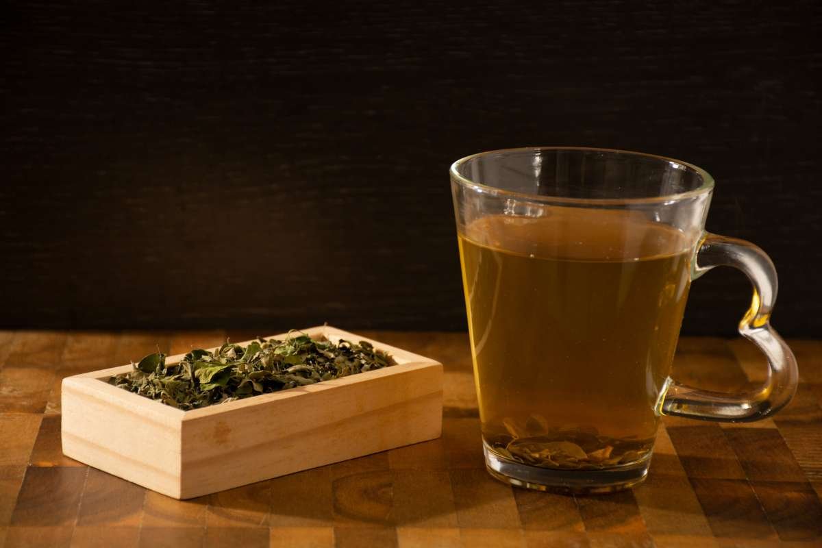 Moringa Oleifera: Vital, Powerful Plant for Daily Wellness | The Lifesciences Magazine