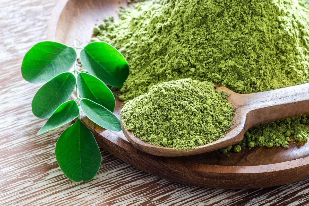 Moringa Oleifera: Vital, Powerful Plant for Daily Wellness | The Lifesciences Magazine