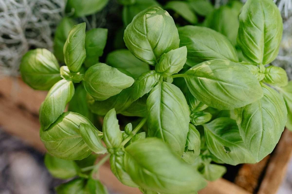 Homemade Mosquito Repellents That Beat Store Sprays | The Lifesciences Magazine