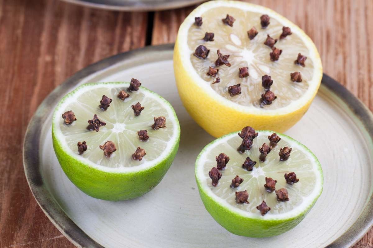 Homemade Mosquito Repellents That Beat Store Sprays | The Lifesciences Magazine