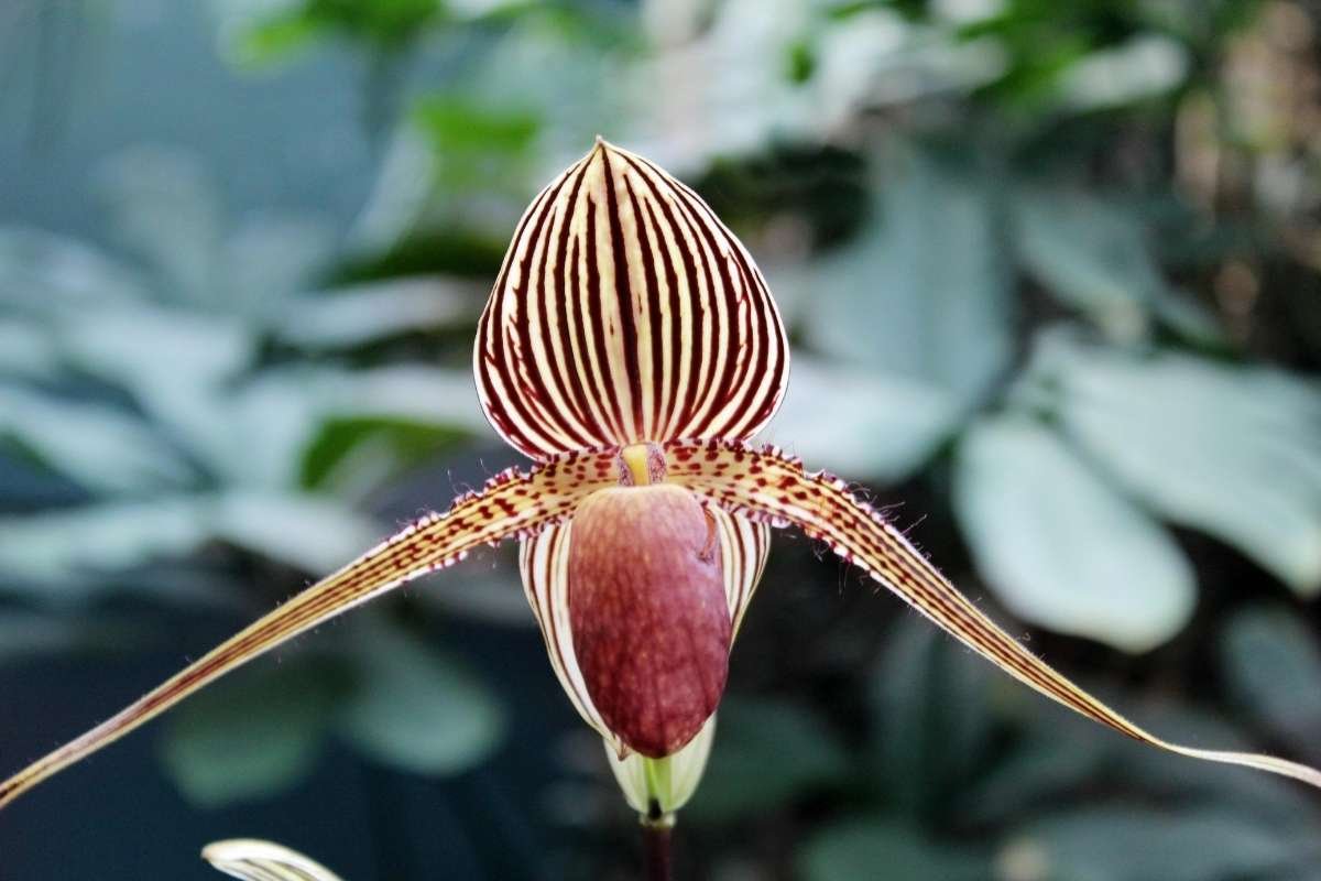 10 Most Expensive Flowers in the World and Why They Cost More | The Lifesciences Magazine